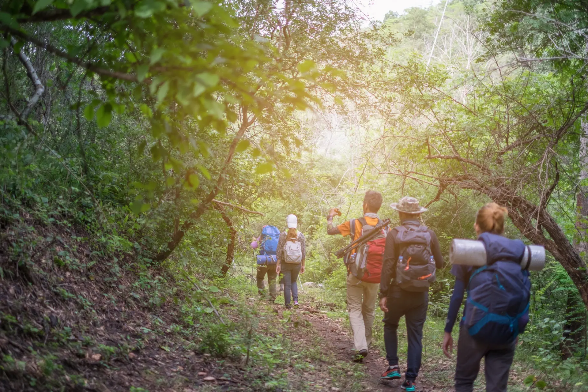 Guided hiking group on forest trail